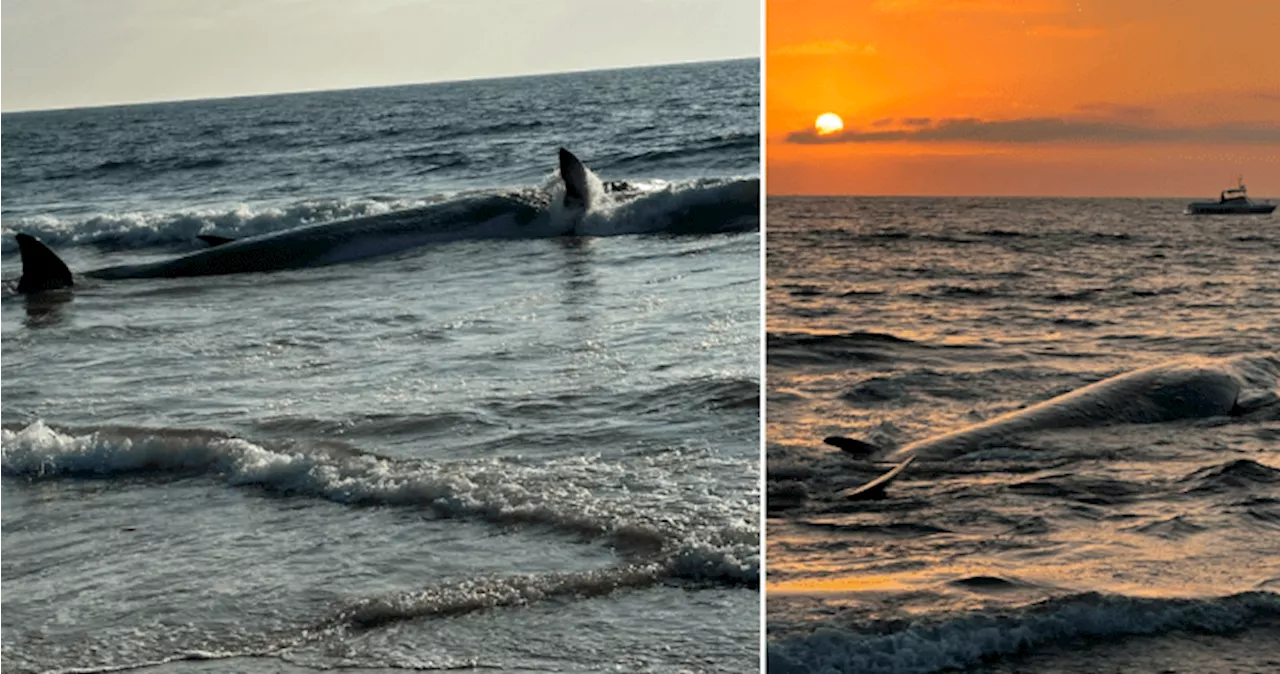 Beached fin whale dies in L.A. amid ‘unusual’ number of whale deaths in U.S.