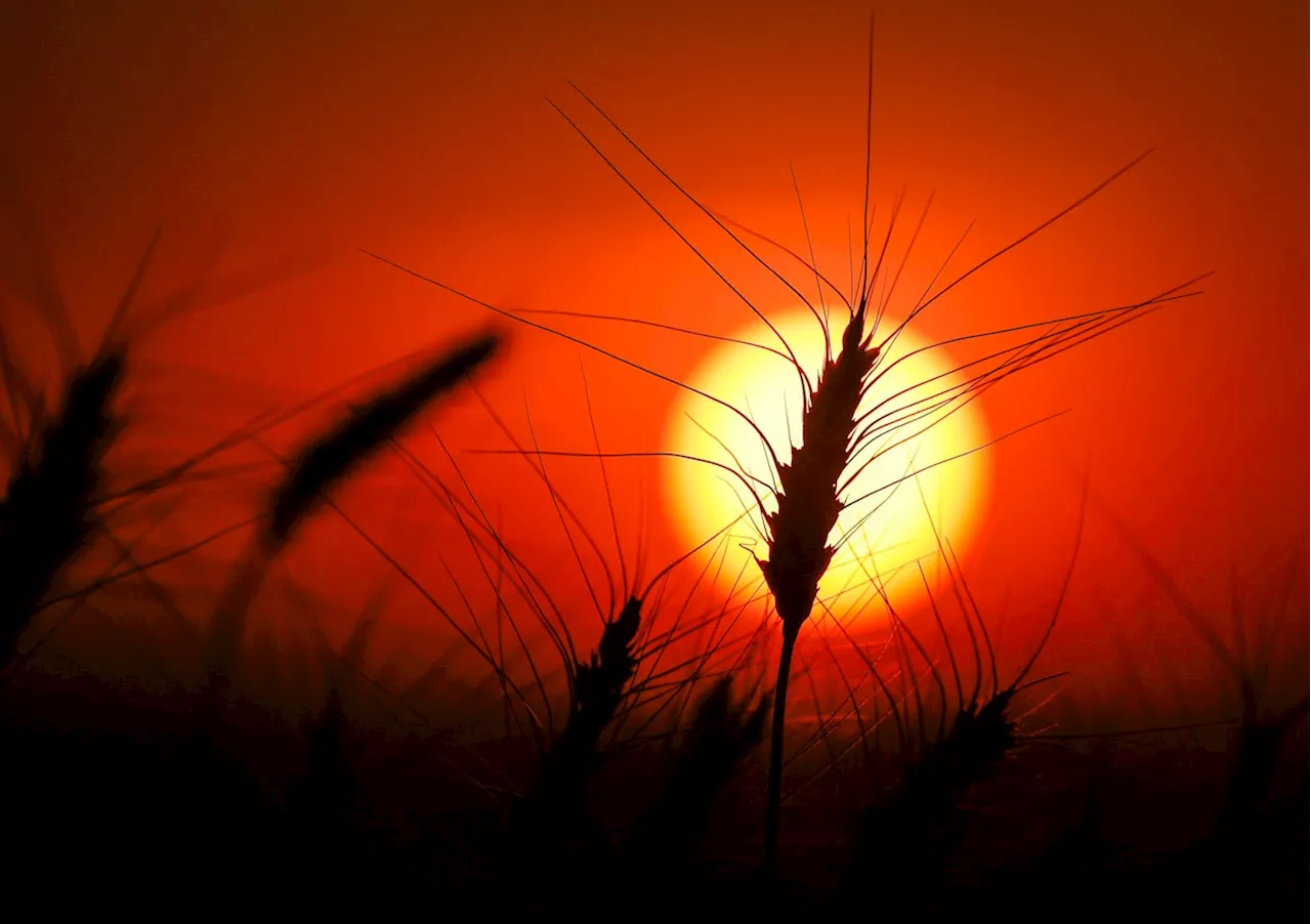 From farm to table: How extreme weather affects prices along Canada’s food supply chain