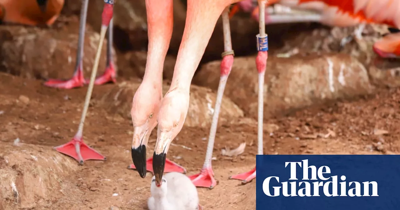 Pair of Chilean male flamingos hatch egg at Devon zoo