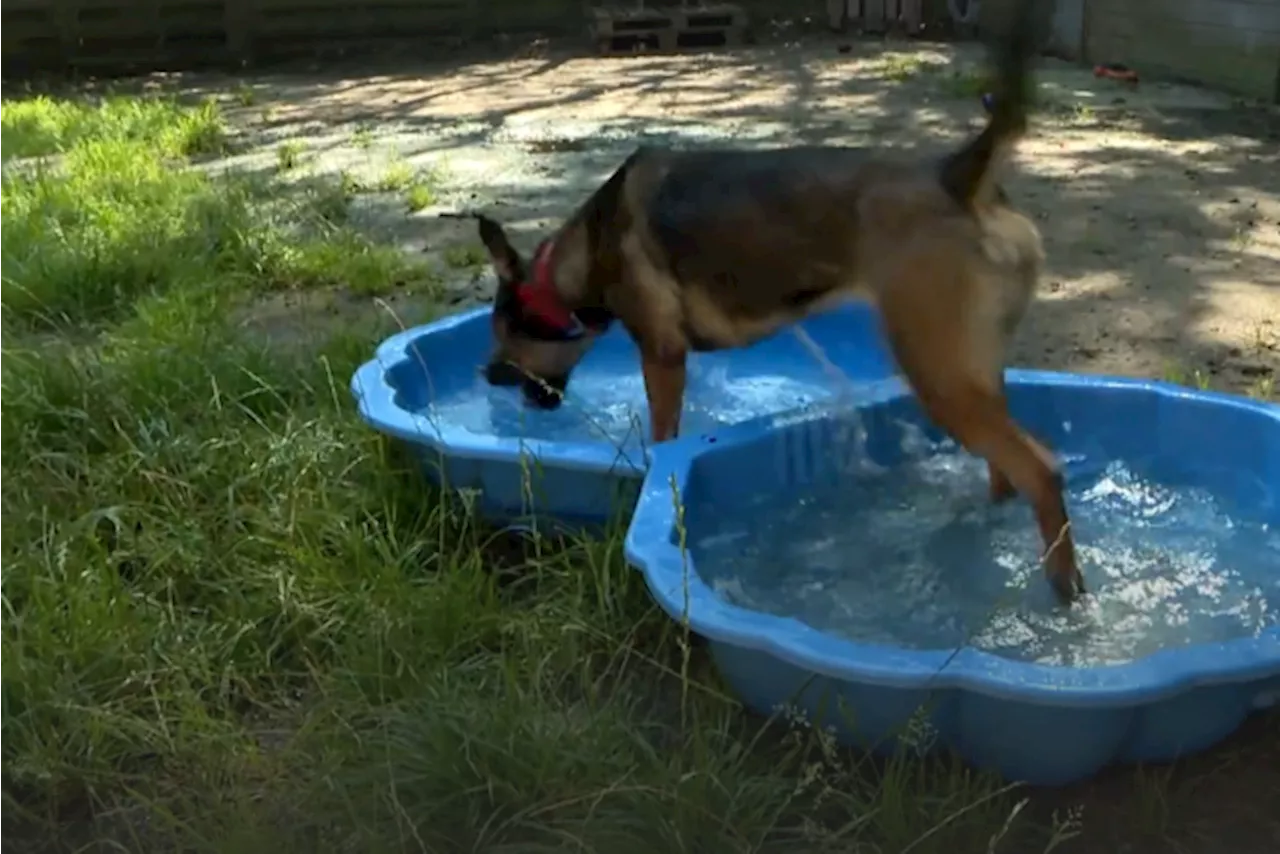 Dierenasiel Wommelgem doet er alles aan om beestjes koel te houden tijdens bloedhete zomerdag