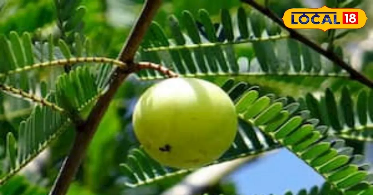 बारिश में इस खट्टे फल को अमृत से कम न समझें, बीमारियों का सबसे बड़ा दुश्मन, फायदे हैं अनगिनत !