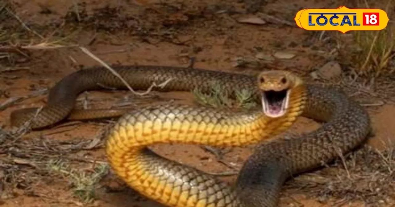 Snake venom: सांप के जहर का रहस्य! कैसे बनाते हैं एंटीवेनम? एक्सपर्ट से जानें सबकुछ