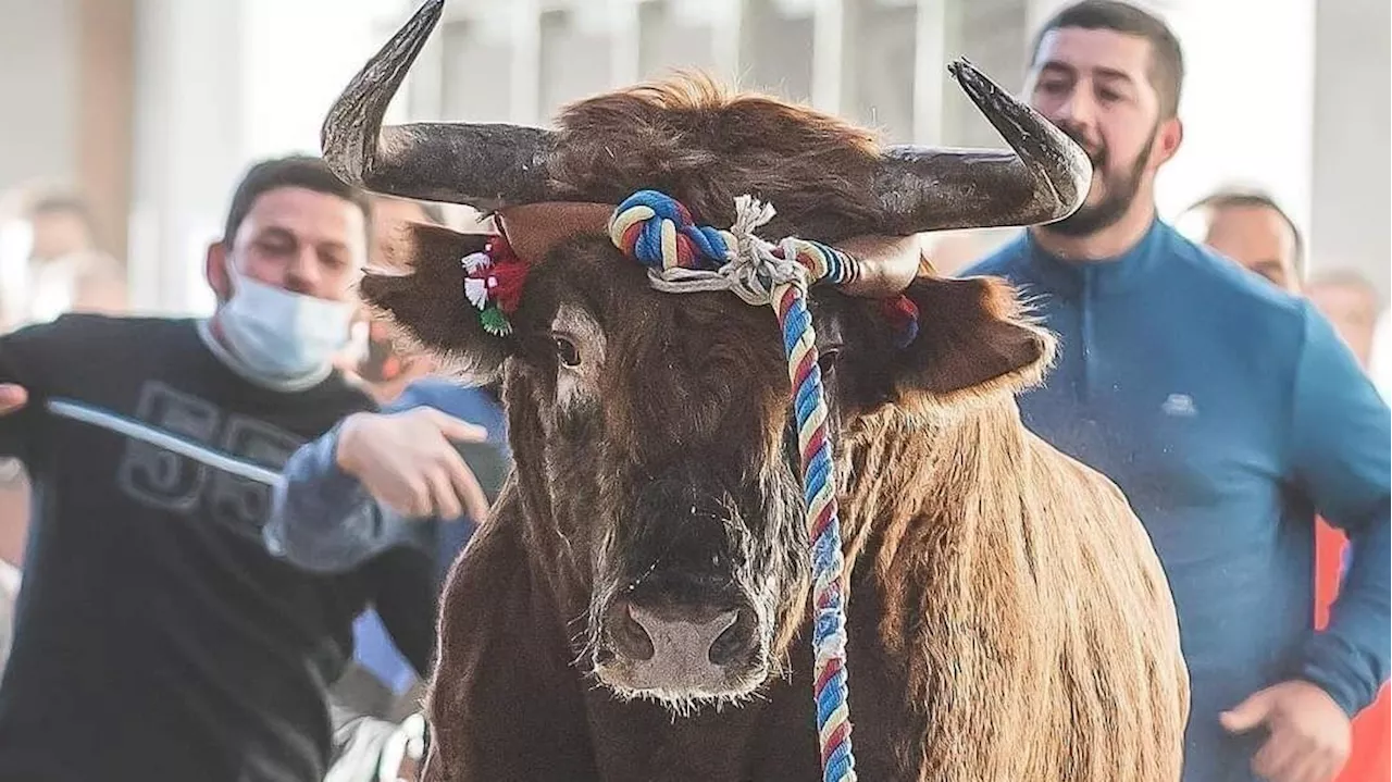 Chiva celebrará su tradicional 'Torico de cuerda' tras la autorización de la Generalitat