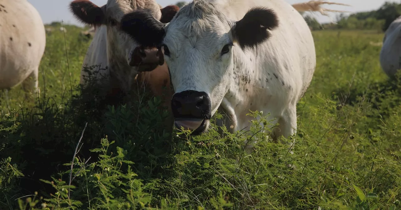 ‘Sharp increase’ in prevalence of blackleg seen in cattle postmortems