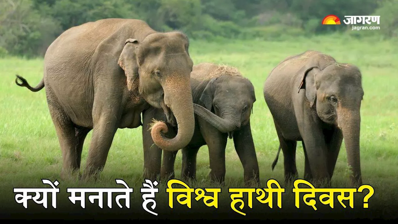 World Elephant Day 2024: क्यों मनाया जाता है विश्व हाथी दिवस? समझें क्या है इस साल की थीम और इसका महत्व