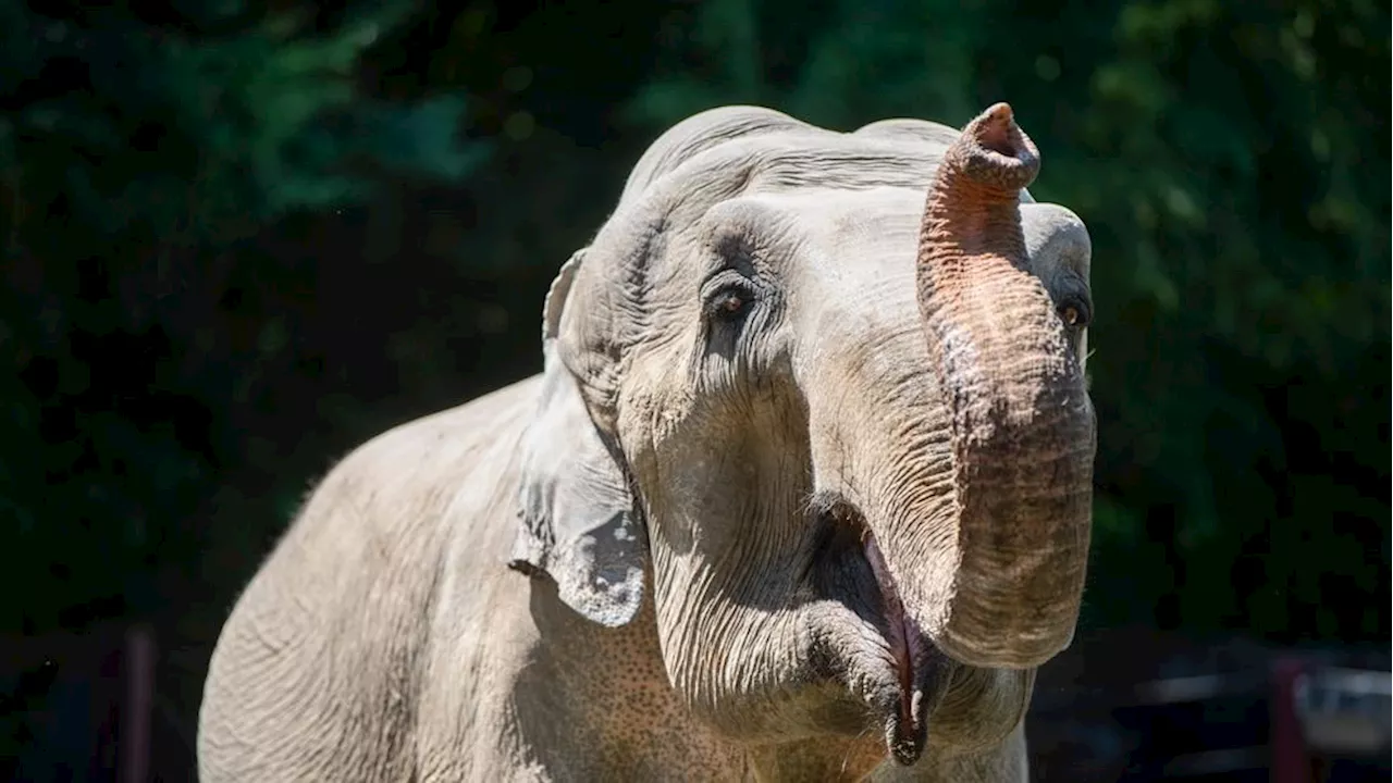 Tacoma's Point Defiance Zoo mourns death of beloved, elderly elephant