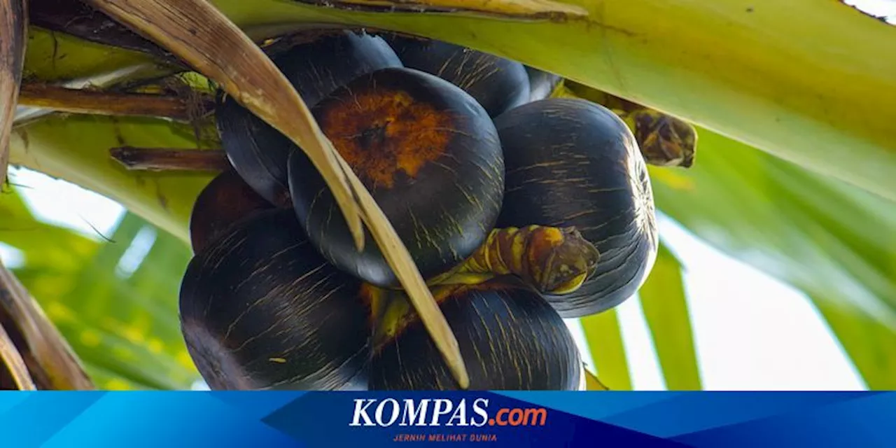 5 Manfaat Buah Lontar, Turunkan Berat Badan dan Melembapkan Kulit