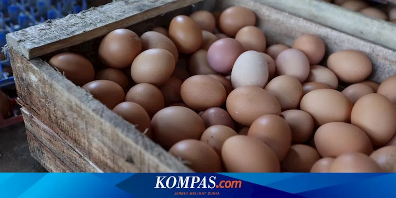 Beda Telur Ayam Coklat dan Putih, Mana yang Lebih Sehat?