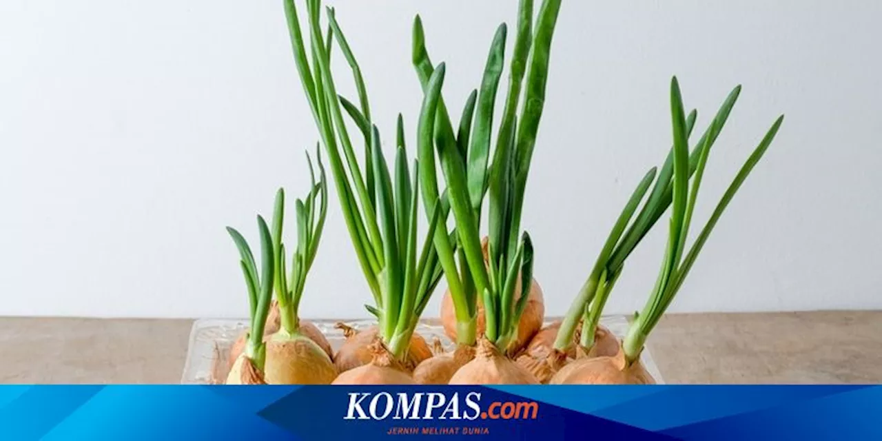 Cara Menanam Kembali Bawang Bombai dari Sisa Akar