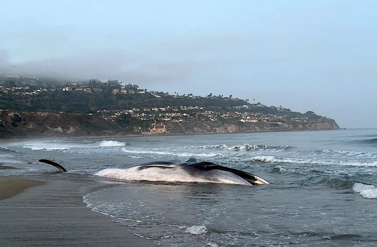 25-ton fin whale returned to ocean after its death on Torrance Beach