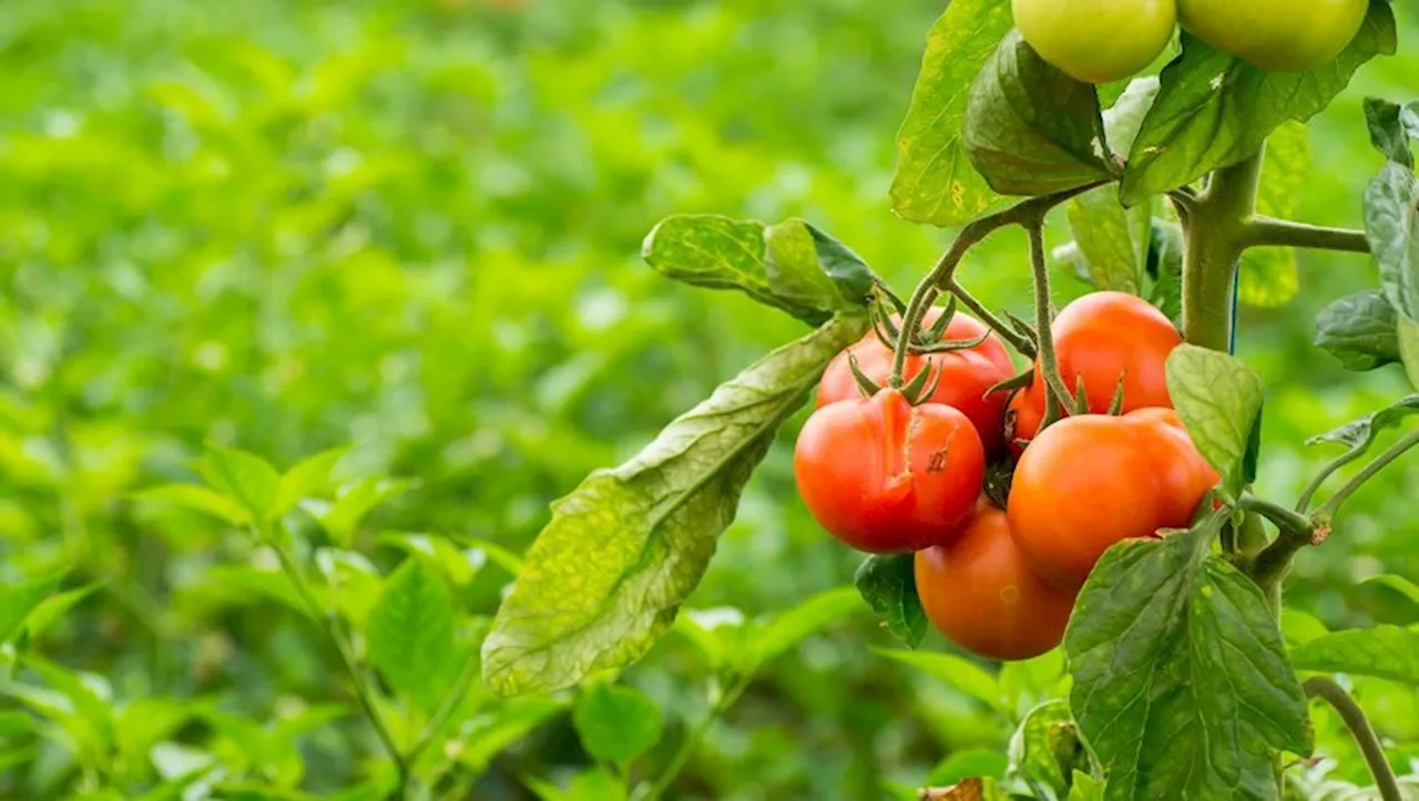 Prix choc sur cette serre de jardin qui passe sous la barre des 50 euros