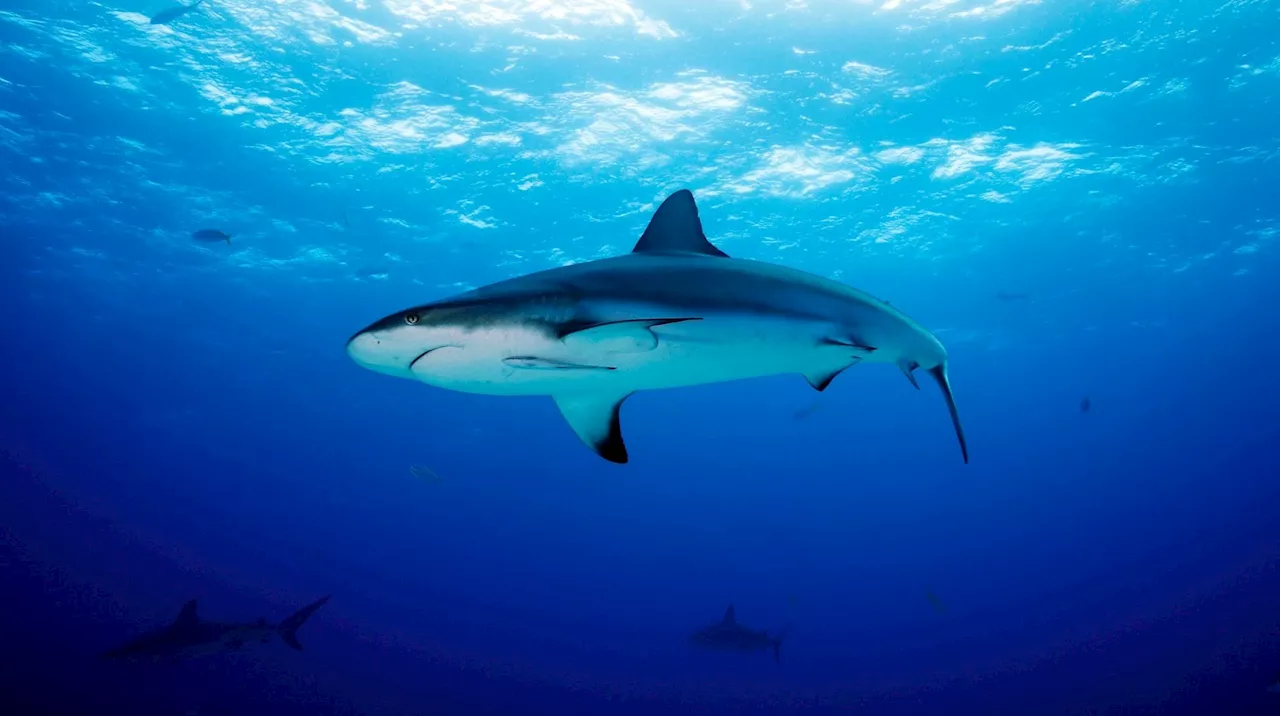 Accident au Belize : une adolescente de 15 ans perd une jambe après un attaque de requin