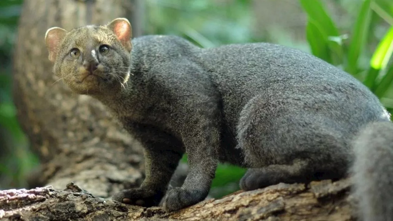 Liberan ejemplar de jaguarundi al sur de Veracruz tras recuperación