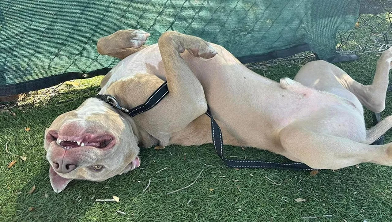 Il cane Yogi viene adottato dopo oltre 800 giorni, ecco perché nessuno lo voleva