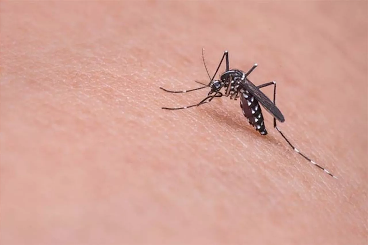 Dengue cases in Western Visayas up 114%