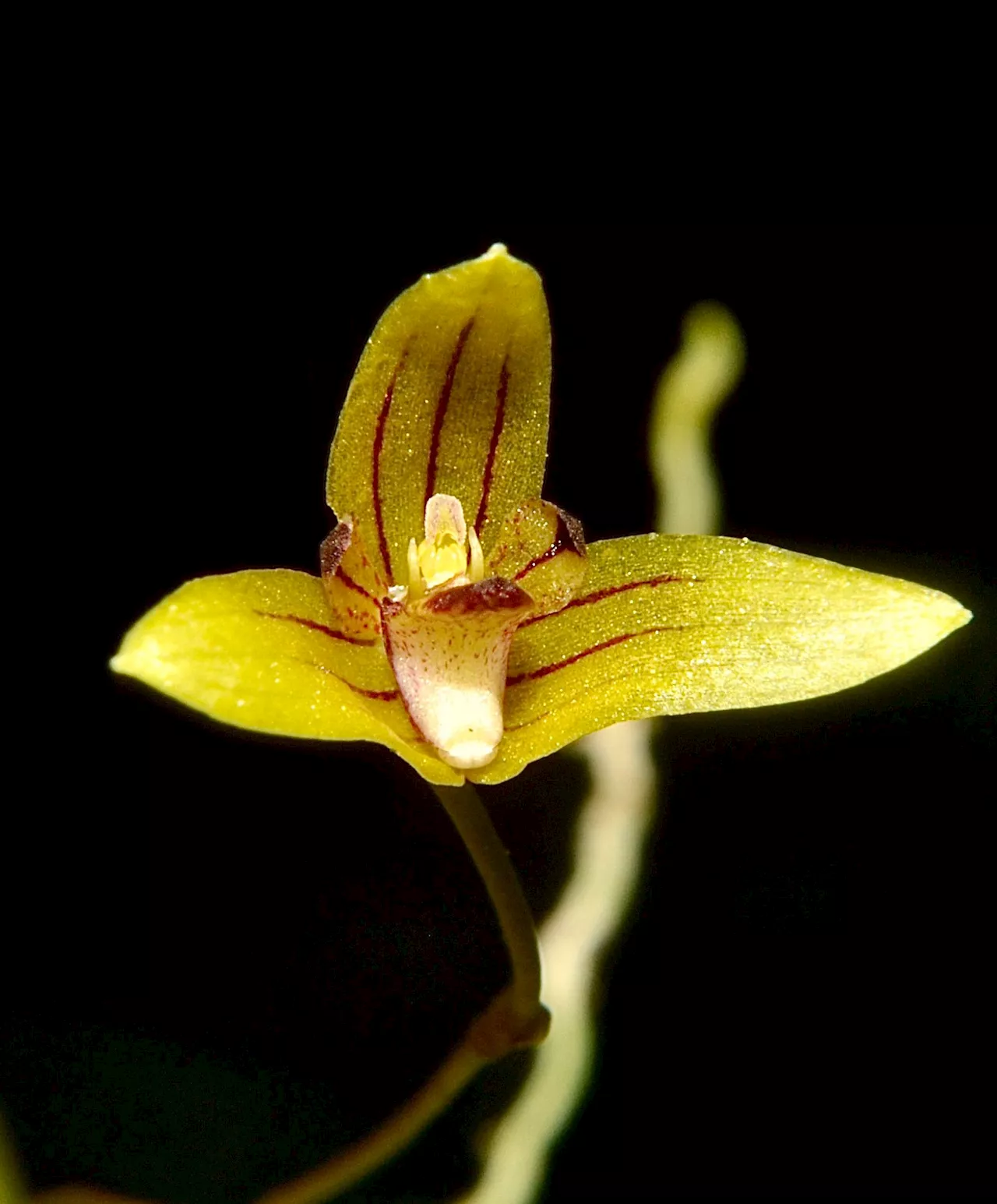 New orchid species Bulbophyllum bokodense discovered in Benguet Province