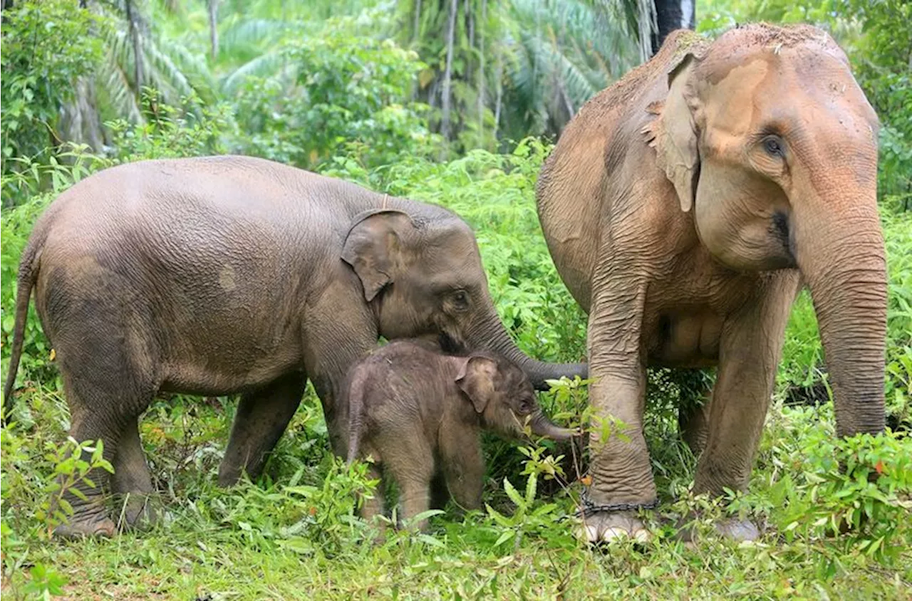 Konservasi Gajah di Indonesia Tantangan dan Upaya Perlindungan