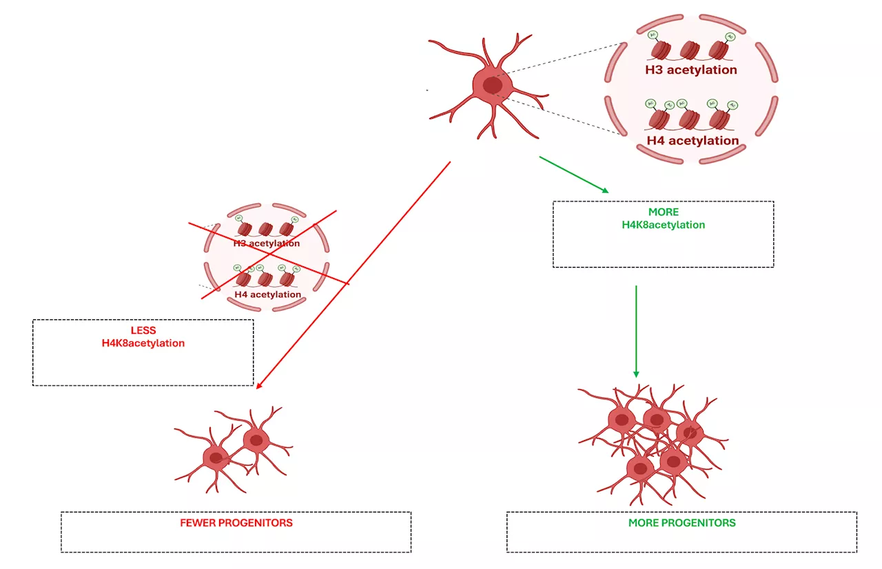 Study reveals unique histone tag in oligodendrocyte progenitor cells, opening doors for advanced myelin repair therapies