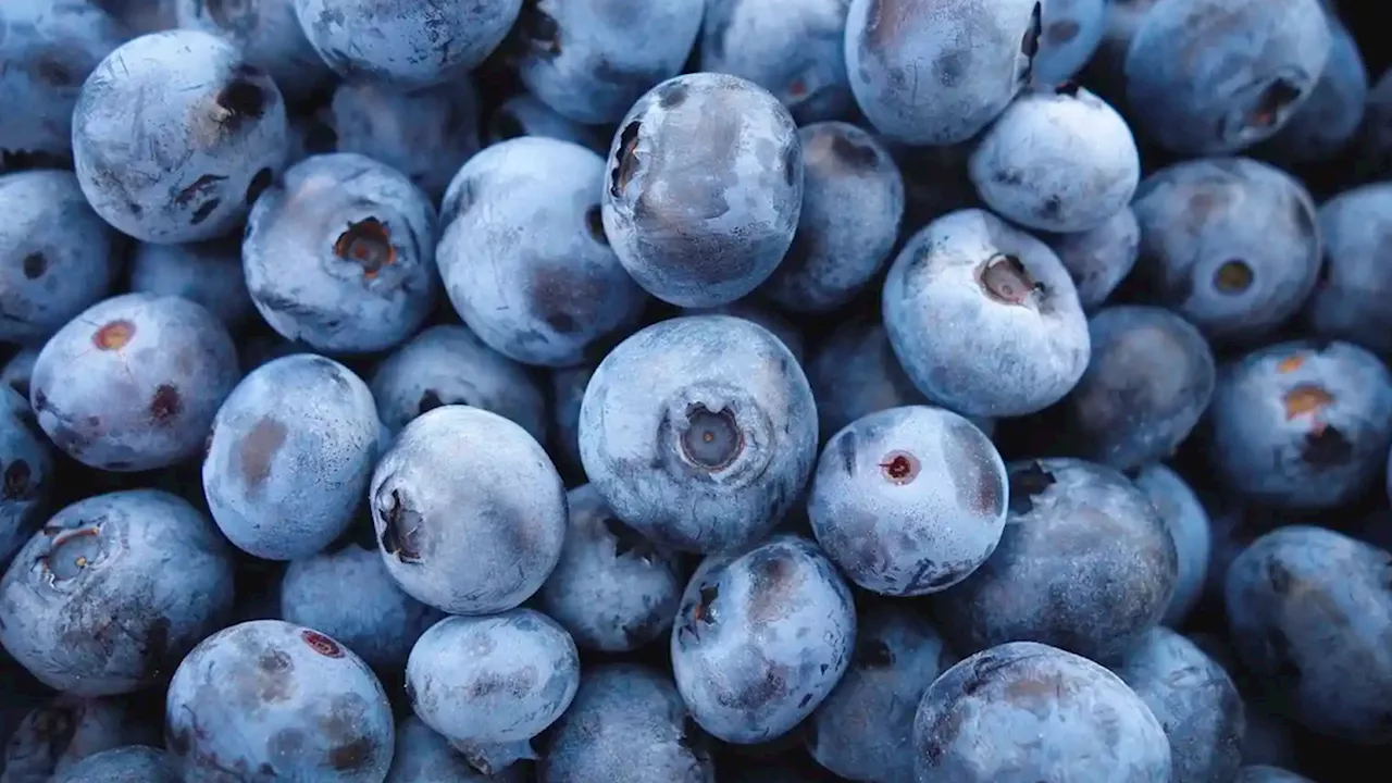 Este alimento es saludable para el cerebro, según Harvard