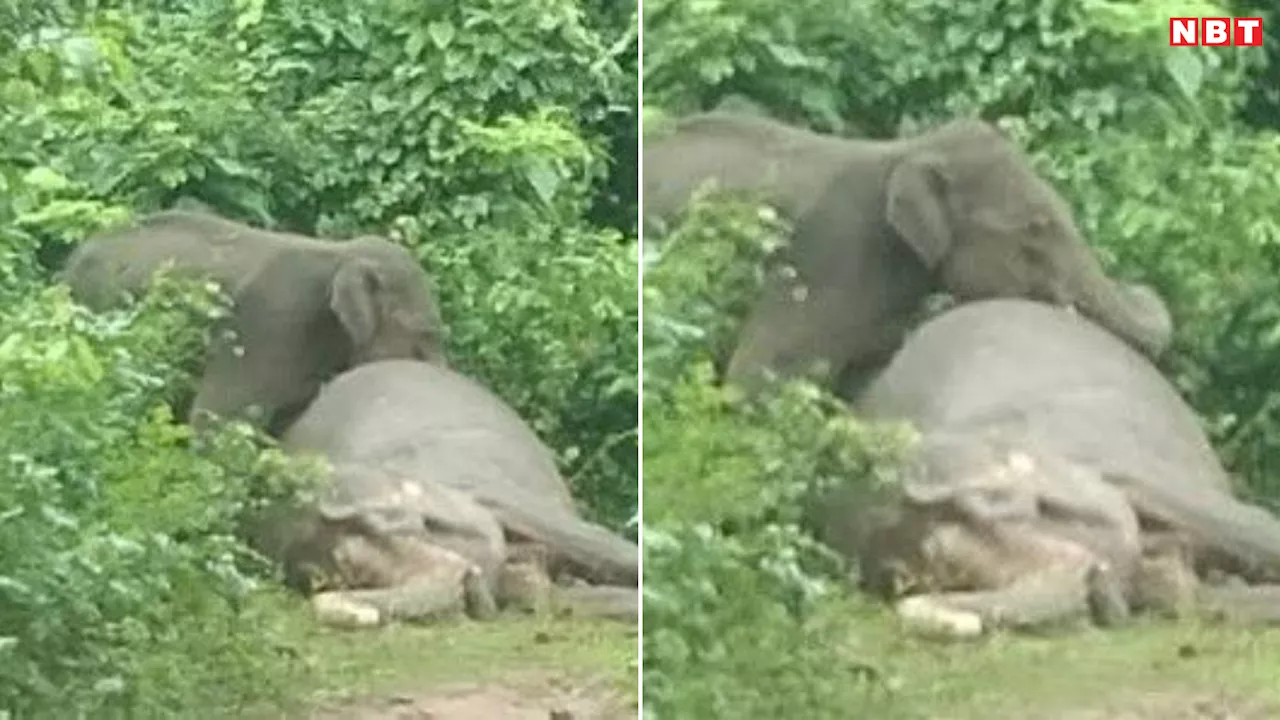 जमीन पर पड़ा था मां का शव, हाथी 1 दिन तक करता रहा जगाने की कोशिश, IFS अधिकारी की पोस्ट भावुक कर देगी