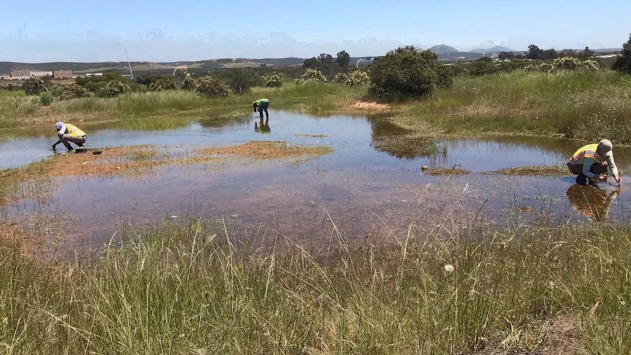 Most of San Diego's vernal pools are gone, but MCAS Miramar preserves hundreds on base