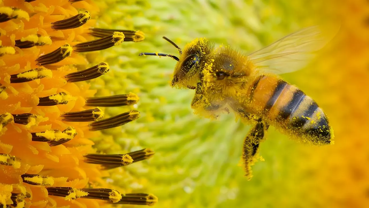 Berlin & Brandenburg: Imker freuen sich über gute Bedingungen für Bienen