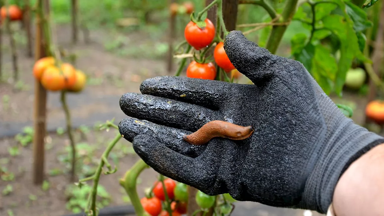 Schneckenplage im Garten: Was hilft – und was nicht?