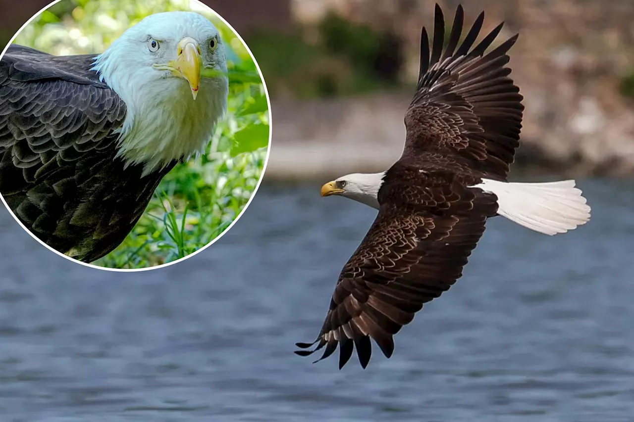 US eagle population faces serious threat from hunters — but it's not what you think