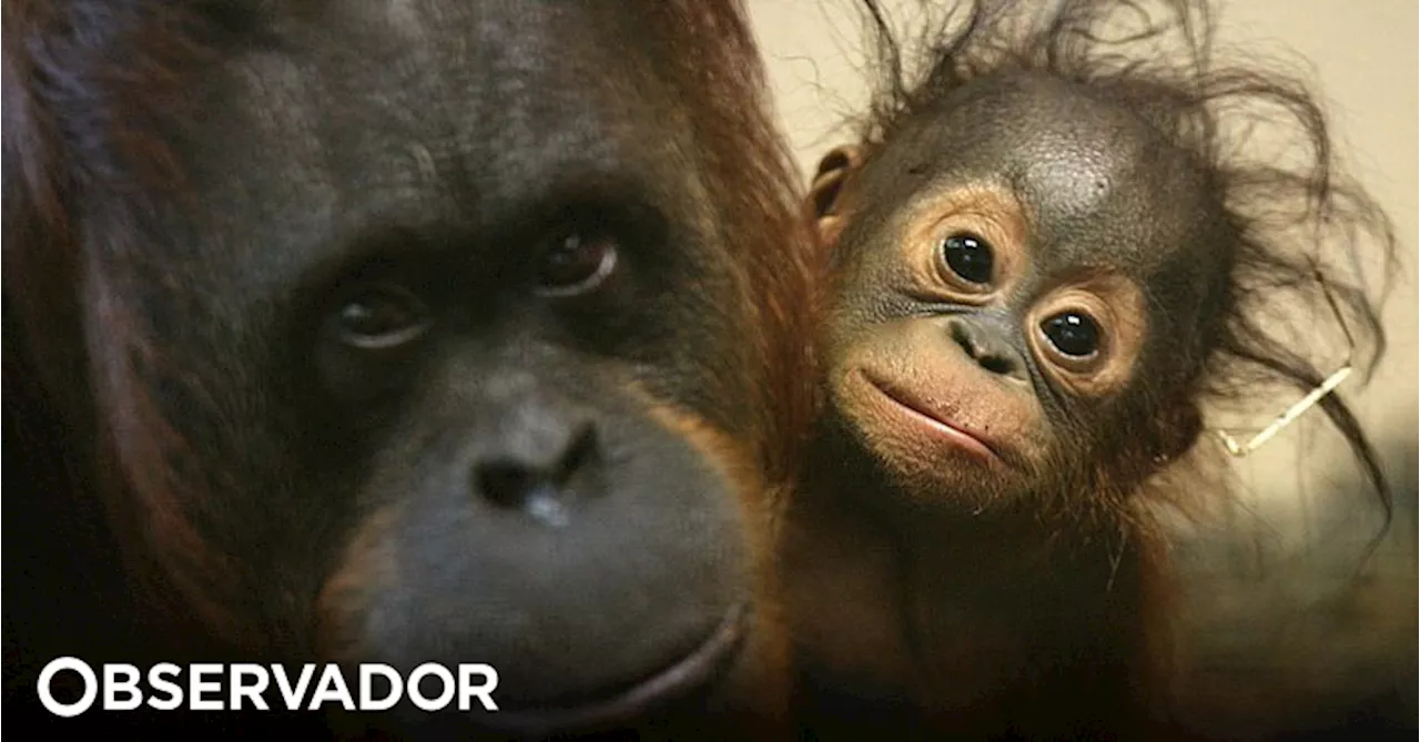 Mulheres a amamentar mostram a orangotango como cuidar da cria no Jardim Zoológico de Dublin