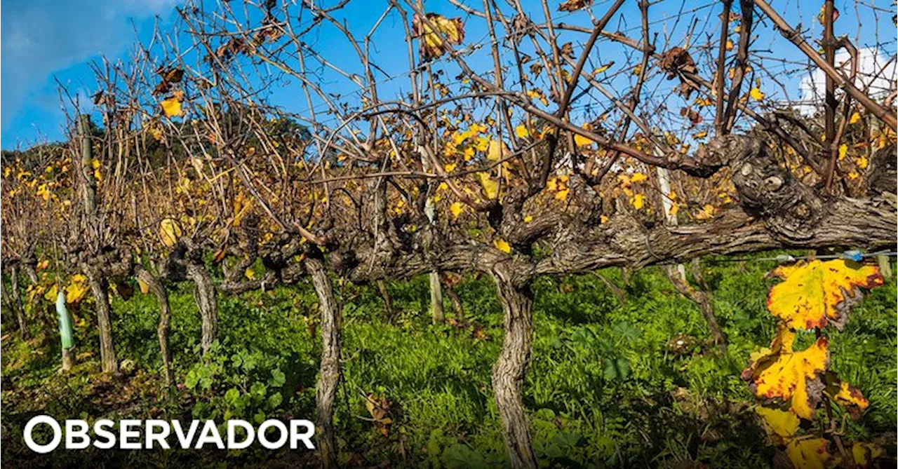 Produtores do Douro fazem inquérito para atualizar dados sobre custos de produção