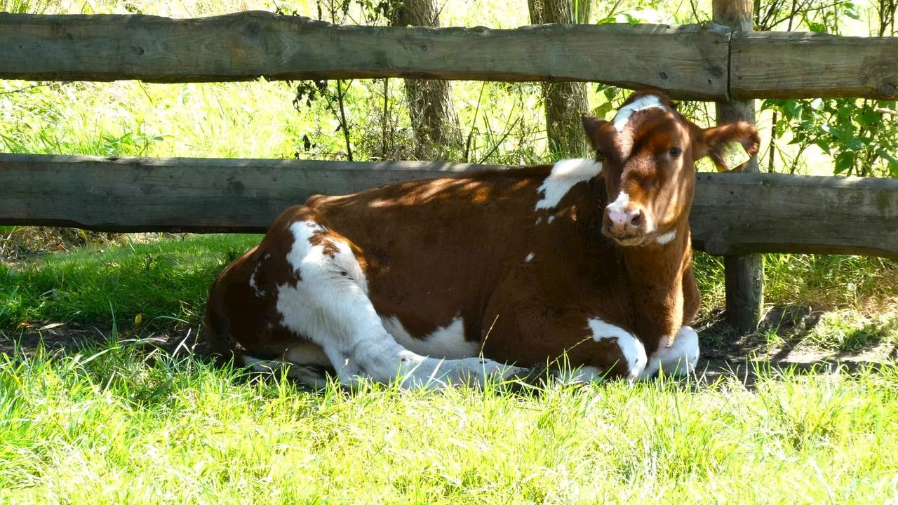 Tropische hitte: op deze plek in Brabant wordt het vandaag het warmst