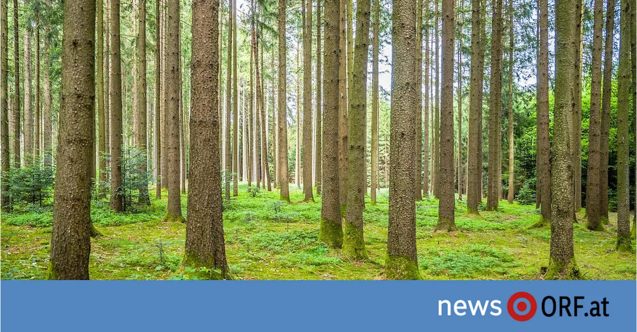 Hitze, CO2, Wasser: Bäume als Bollwerk gegen Klimakrise