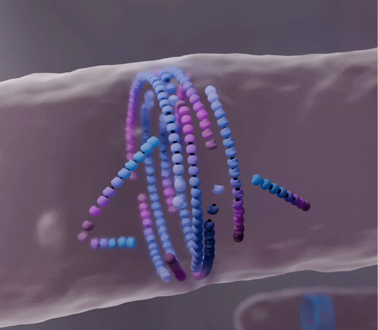 Align or die: Revealing unknown mechanism essential for bacterial cell division