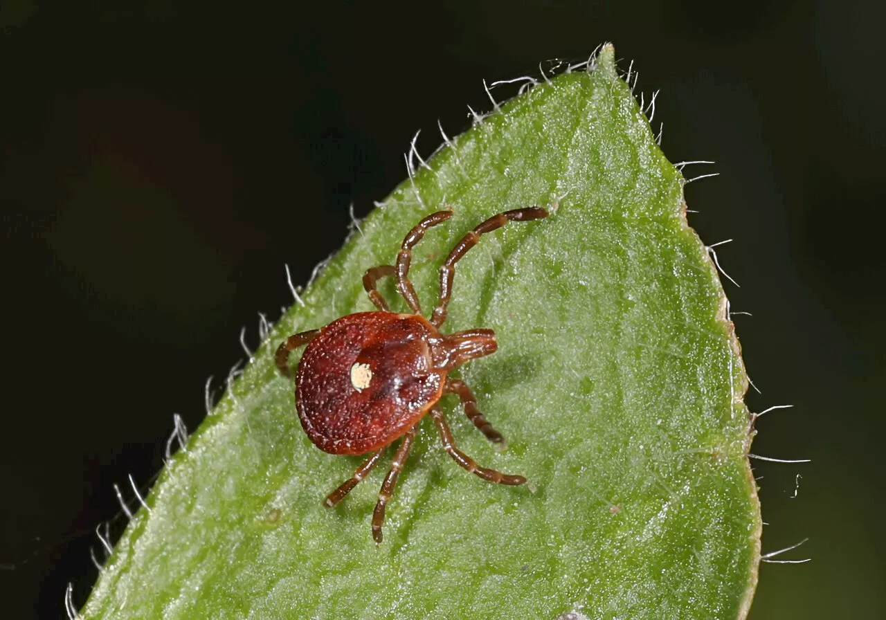 Tick-borne red meat allergy prevented in mice through new nanoparticle treatment