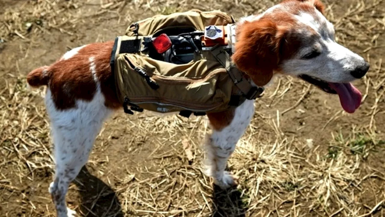 Robodogs, il giubbotto che aiuta i cani da soccorso a trovare i dispersi