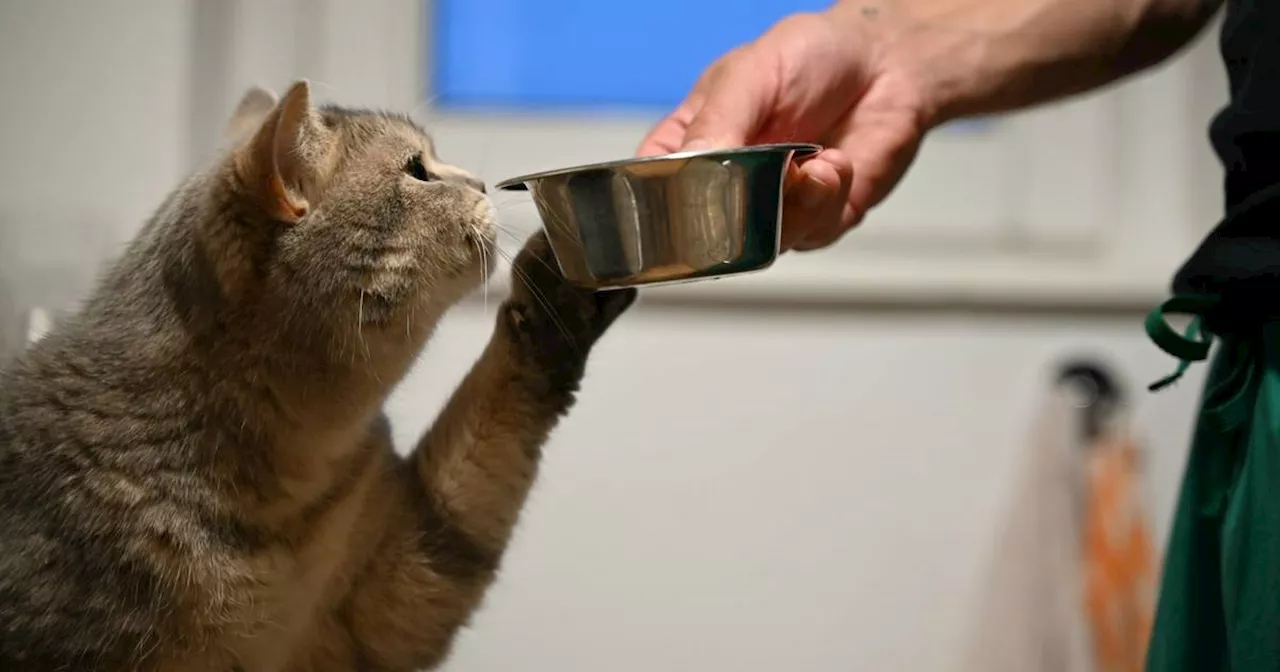 Linkspfoter und Rechtsflosser - Tiere haben eine Lieblingsseite