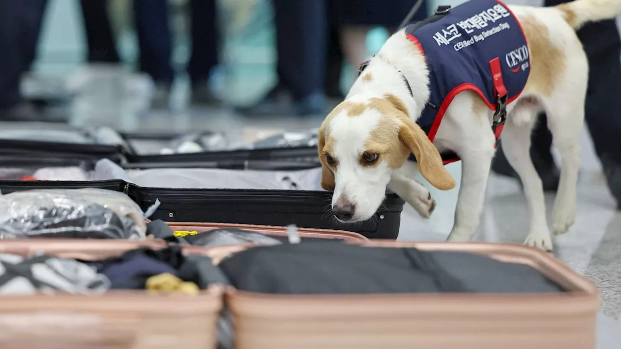 South Korea deploys sniffer dog at airport to detect bed bugs after Paris Olympics