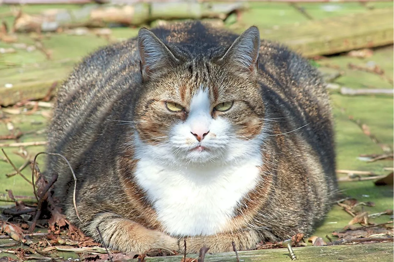 Fat cats: Scientists' new tool in the fight against obesity