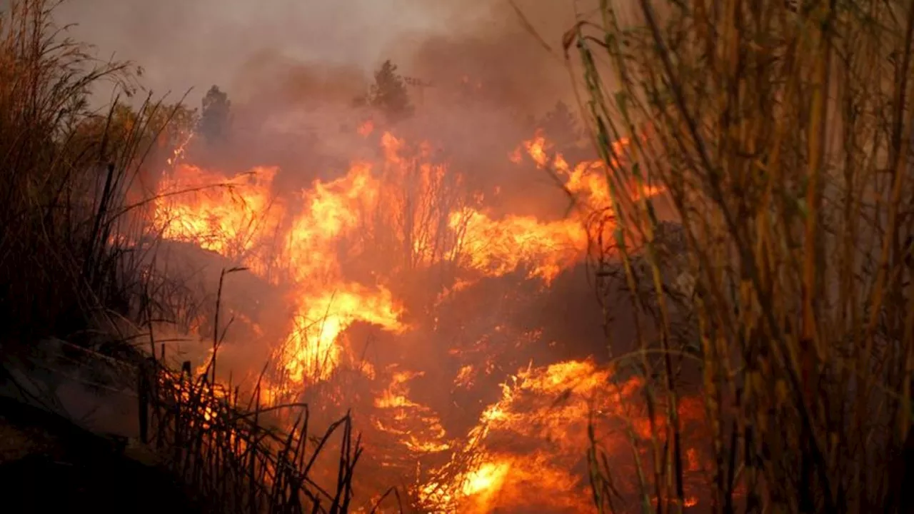 Waldbrand nahe Athen: Fortschritte im Kampf gegen Feuersbrunst in Griechenland