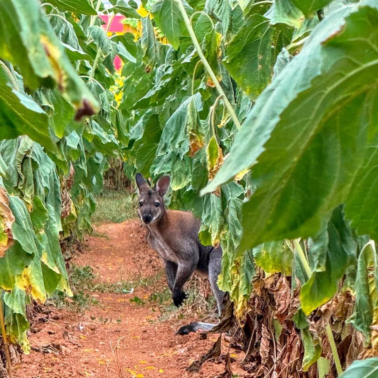 Insolite : en Charente-Maritime, un wallaby en goguette capturé par les pompiers