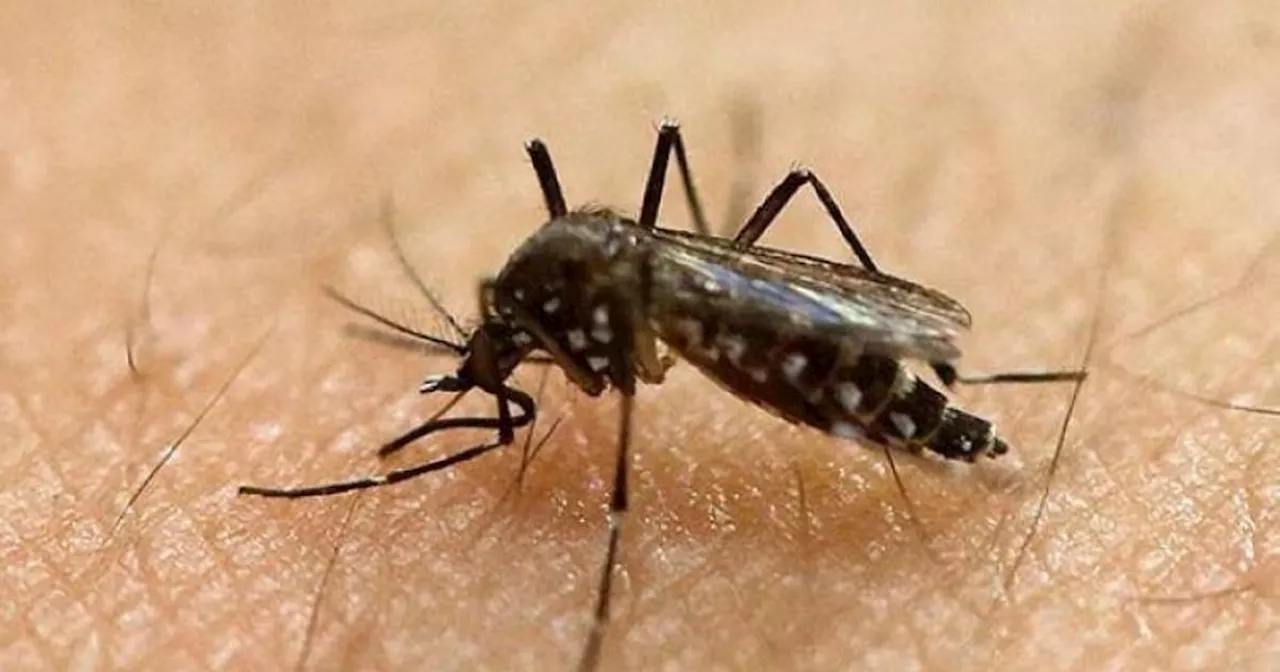 Kaso sa dengue sa Tagum nisaka