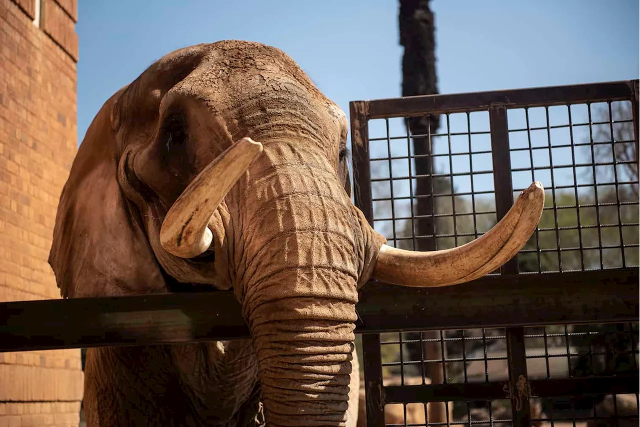 PICTURES: Lonely Pretoria Zoo elephant prepares for life in nature reserve