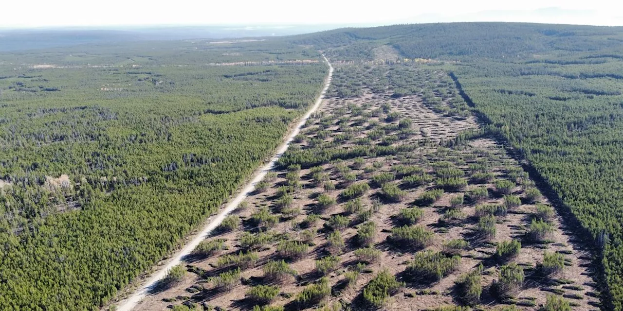 Taking action to create wildfire-safe communities