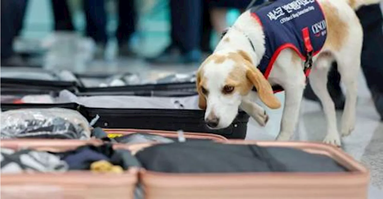 South Korea to conduct sniffer dog checks on 234-member delegation returning from Paris Olympics