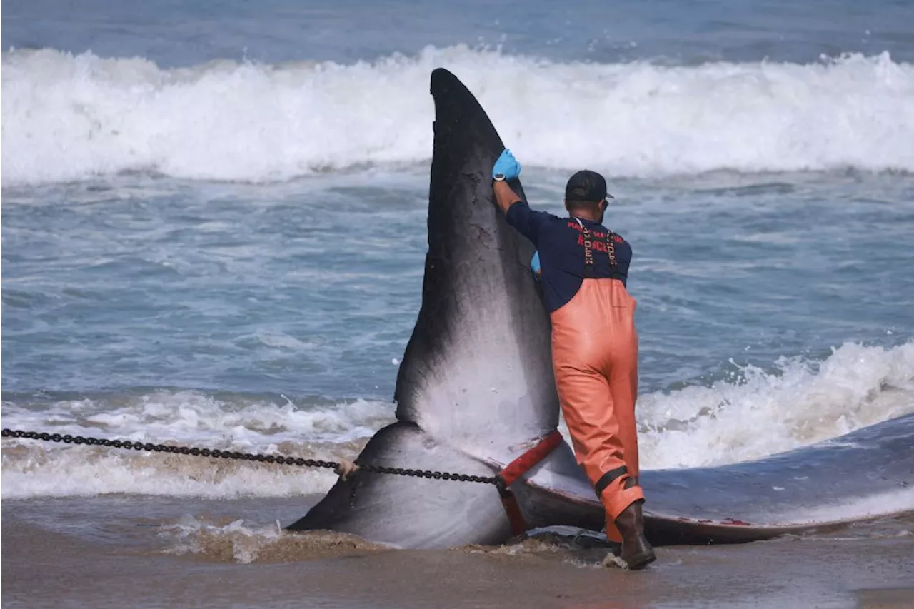 Cuerpo de la ballena joven muerta en Los Ángeles es regresado al mar