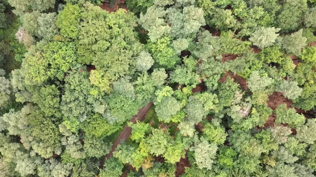 Traumjob im Wald: Neue Azubis bei Wald und Holz NRW