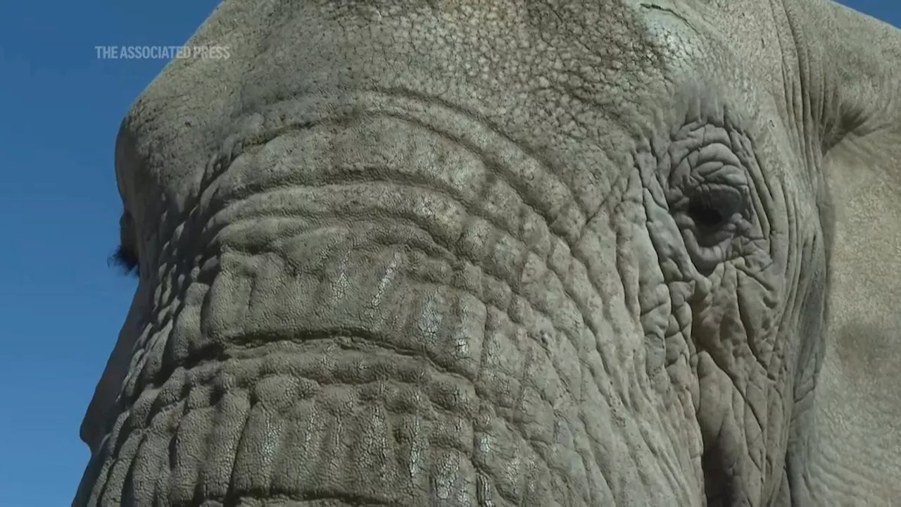 Rescued elephants at South African reserve-sanctuary on World Elephant Day