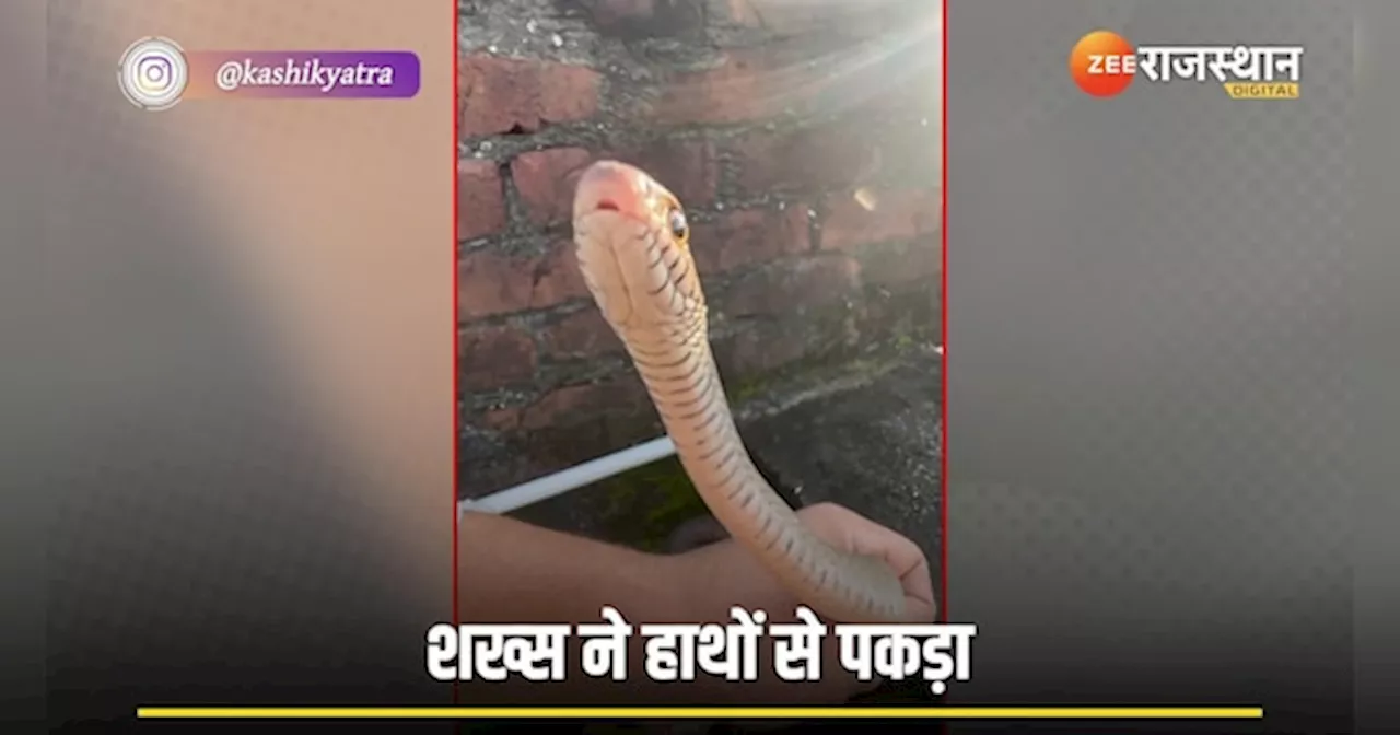 गुस्से में लाल King Cobra करने ही वाला था हमला तभी शख्स ने हाथों से दबोचा!