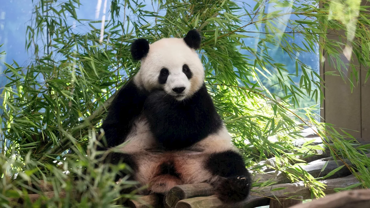 The Berlin Zoo is hoping for more German-born giant pandas as scans confirm pregnancy