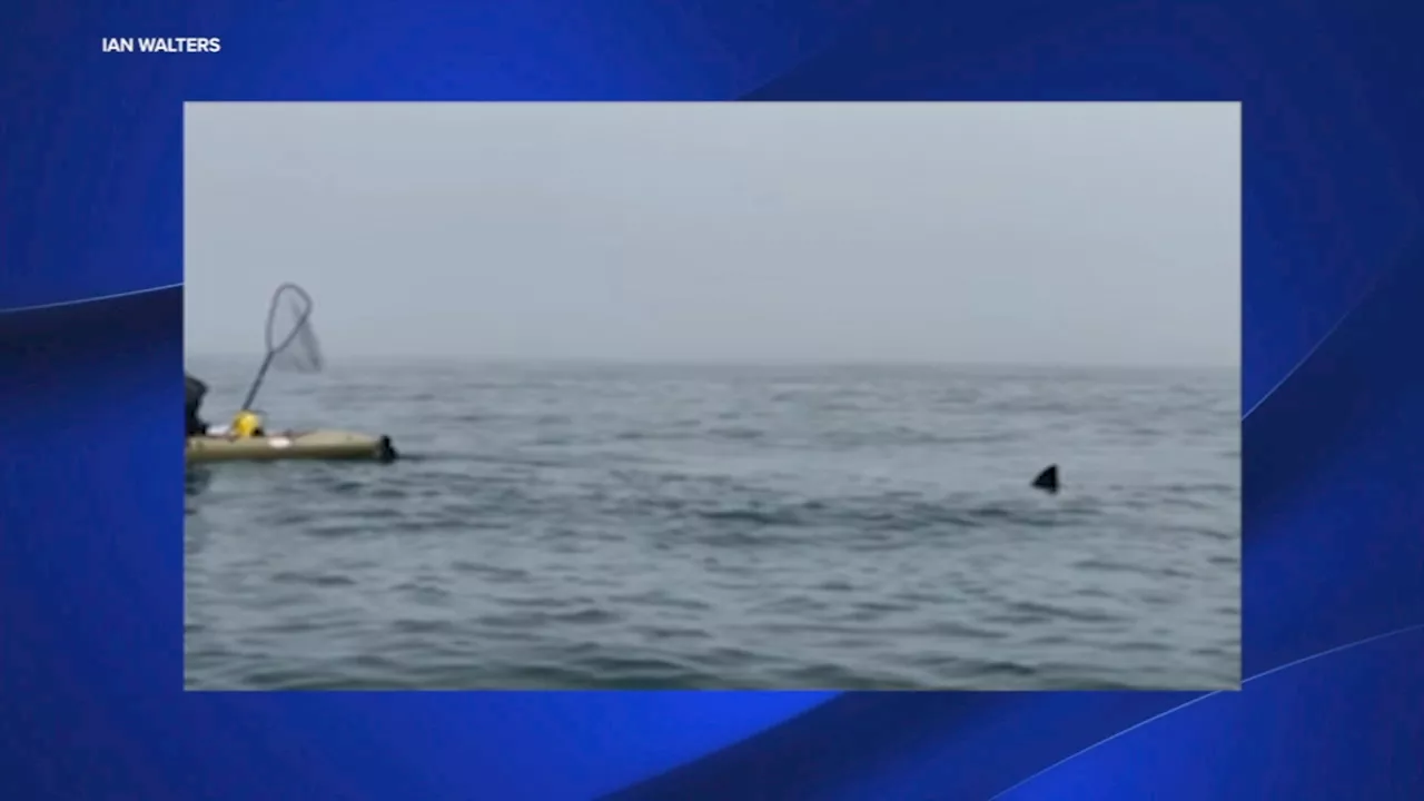 Wild video shows great white shark following kayaker in Half Moon Bay